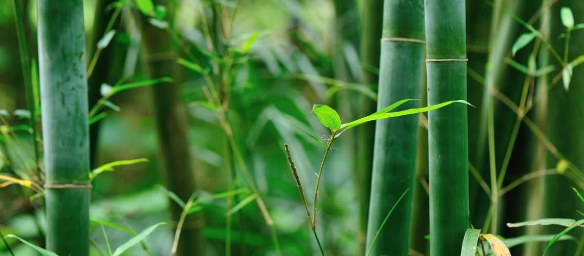  Bambù: acciaio verde - Scopri la Cina